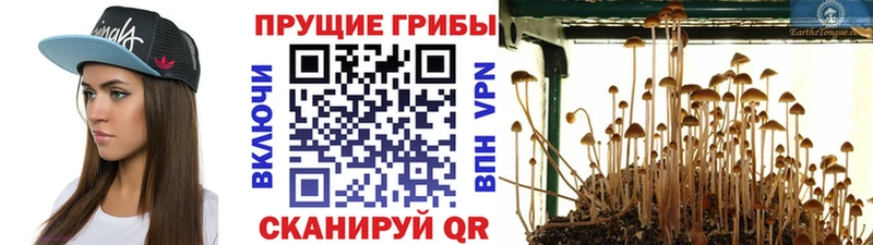 Галлюциногенные грибы MAGIC MUSHROOMS  Бронницы 